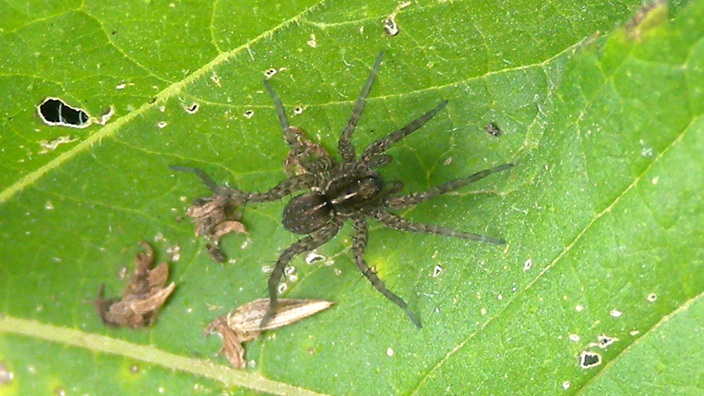 Pardosa sp.